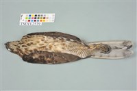 鳳頭蒼鷹藏品圖，第3張